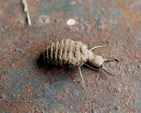 Ant Lion | I remember growing up reading about these critter… | Flickr