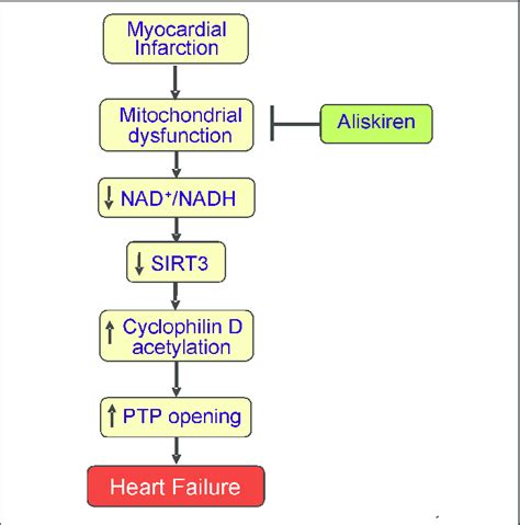 Proposed mechanism of the mitochondria-mediated anti-remodeling effect ...