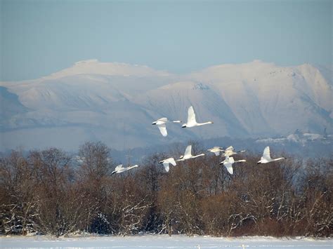 The Wild Swans Whooping Flock - Free photo on Pixabay - Pixabay