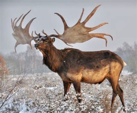 The extinct Irish elk (Megaloceros giganteus) ranged across Eurasia from Ireland to China during ...