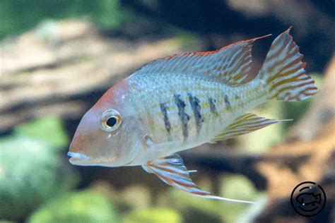 Geophagus Surinamensis - Amazing Facts You Need To Know!