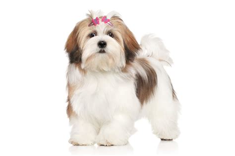 Lhasa Apso Hund (Charakter, Ernährung, Pflege)