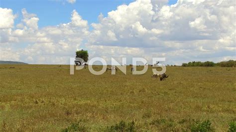 African Savanna Herbivores - Pets Lovers