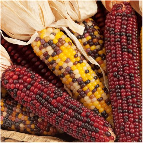 Indian Corn Seeds, Ornamental Mixture (Zea mays) - Seed Needs – Seed Needs LLC