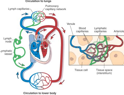 Difference Between Lymph And Blood [ Notes & PDF] - VIVA DIFFERENCES