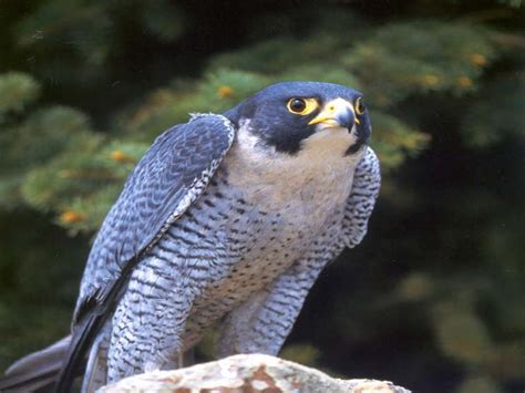 Spreebird wildlife: Shaheen SHAHEEN FALCON (Military state-bird of the ...