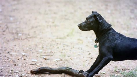 Are Border Collie Lab Mix Good Dogs