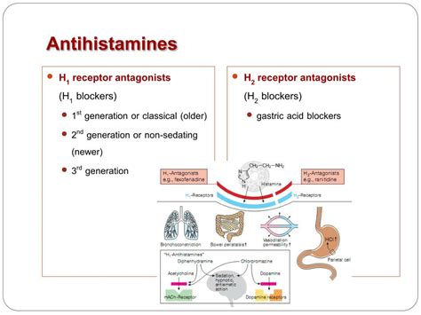 PPT - Antihistamines PowerPoint Presentation, free download - ID:1089057