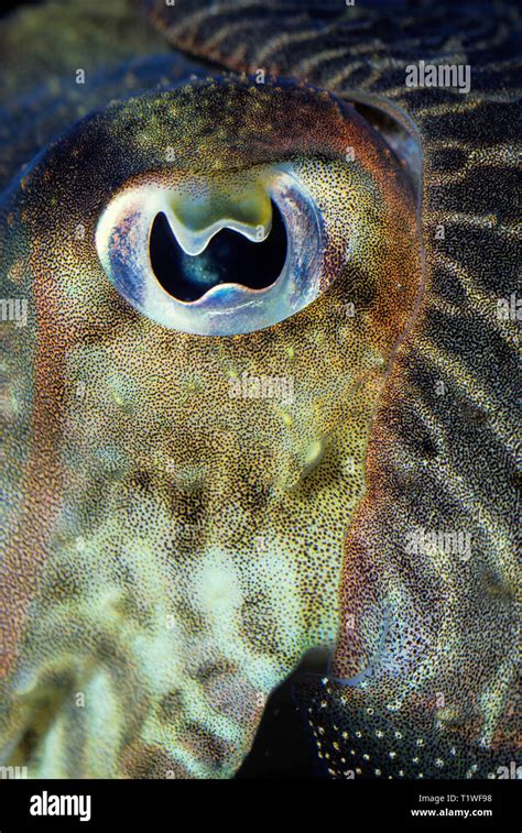 Close-up of eye of common cuttlefish (captive); Sepia officinalis. Specialized flap enables ...