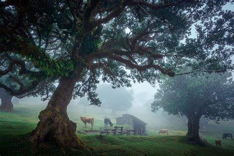 The Fanal Forest – SUGi