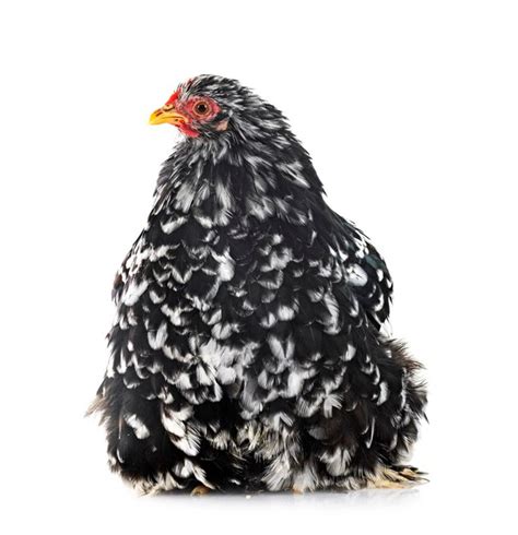 Pekin Bantam Images | Free Vectors, Stock Photos & PSD