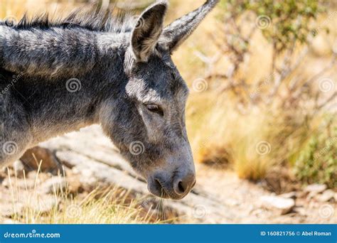 Portrait of a Gray Donkey in the Field while Feeding, Short Shot Stock Photo - Image of baby ...