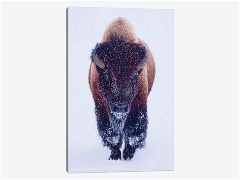 Bison In Snow Canvas Print by OLena Art | iCanvas