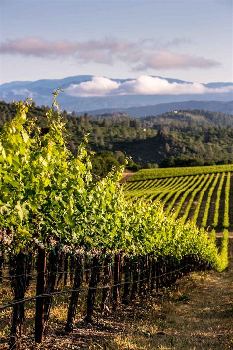 California Eco-Friendly Winery Events For Earth Month in April - Luxe Beat Magazine