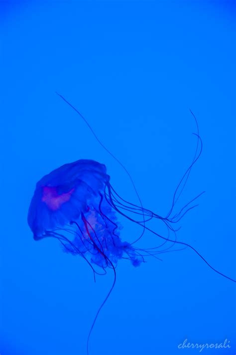 Jellyfish Ripley's Aquarium of Canada | Ripley aquarium, Ripley, Aquarium