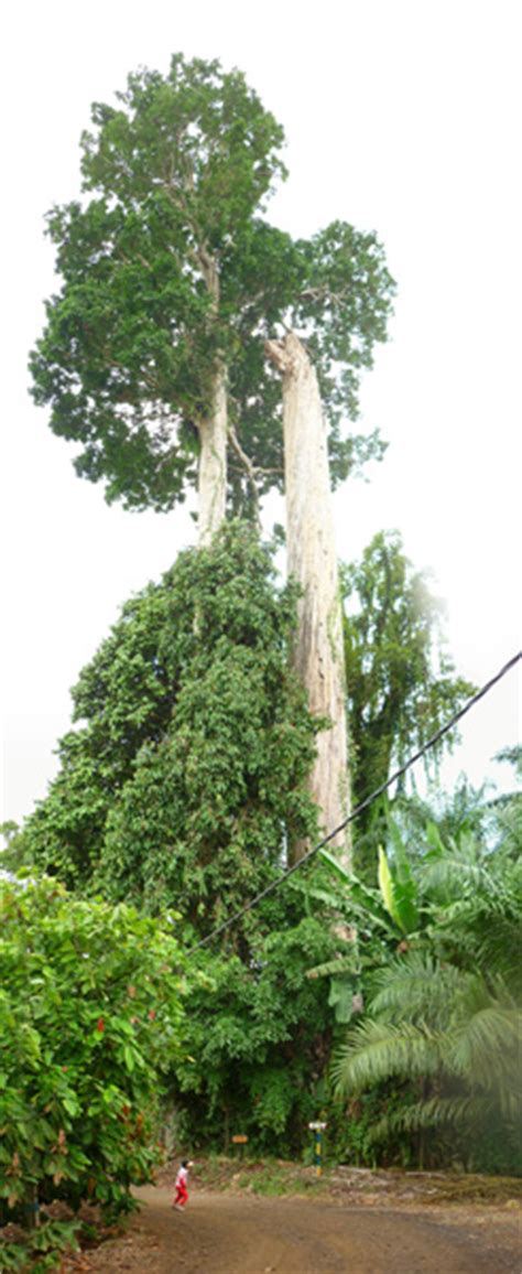 Trees around Tawau City