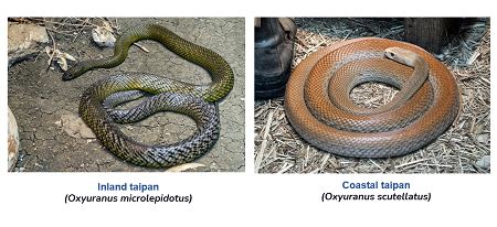 Taipan Definition, Habitat & Facts | Study.com