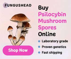 What Are Psilocybin Spores? Everything You Need to Know and Grow | Psychedelic Spotlight