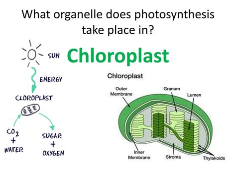 PPT - 8.2 Photosynthesis PowerPoint Presentation, free download - ID:6401554