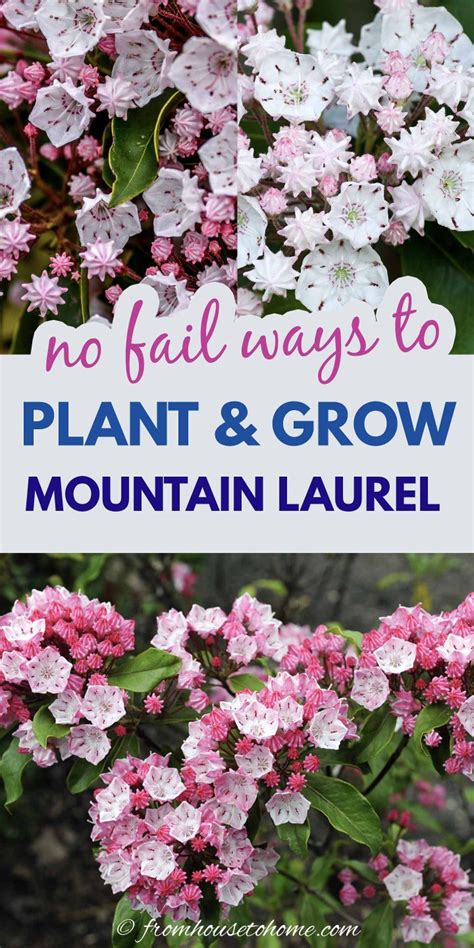 Mountain Laurel Care: How To Plant & Grow Kalmia latifolia - Gardening @ From House To Home