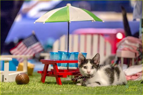 When Does The Kitten Bowl 2017 Air? See All The Pics of the Feline ...