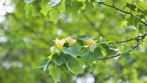 The Tennessee State Bird, Tree and Flower | Sciencing