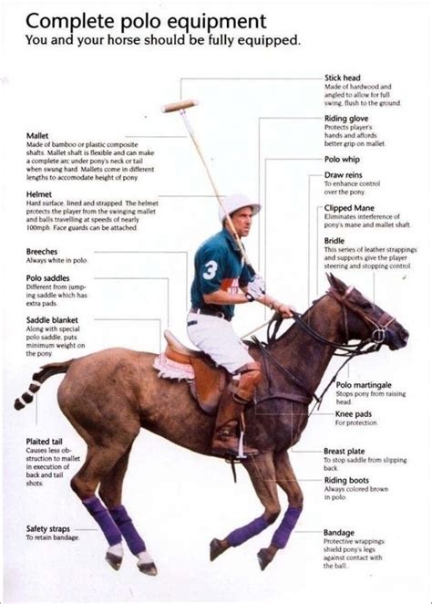 Polo horse, Horses, Polo team