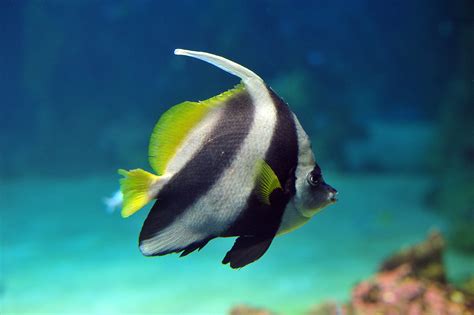 Black & White Butterflyfish - Heniochus acuminatus/diphreutes