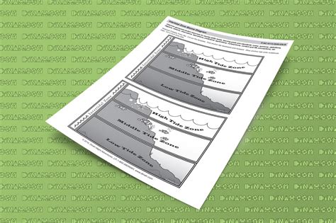 Intertidal Zone Biome Diagram - dzdownloadablefoldables