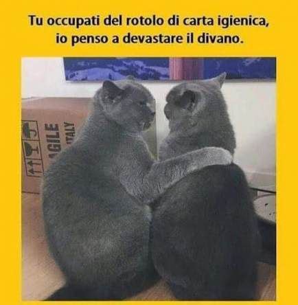 More than 34 trendy Italian cat memes , #cat #italian #Memes #memesitalianogatti #Trendy ...