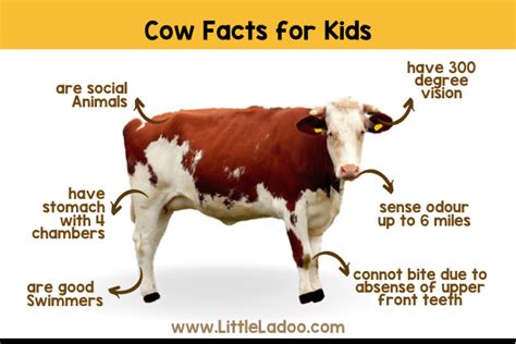 Cow Facts for Kids - The Ultimate Guide to Learn All About Cows