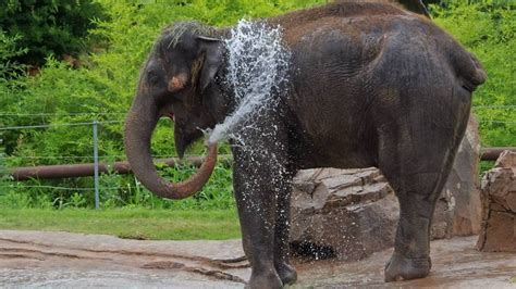 Oklahoma City Zoo officials release cause behind beloved elephant’s death | KFOR.com Oklahoma City