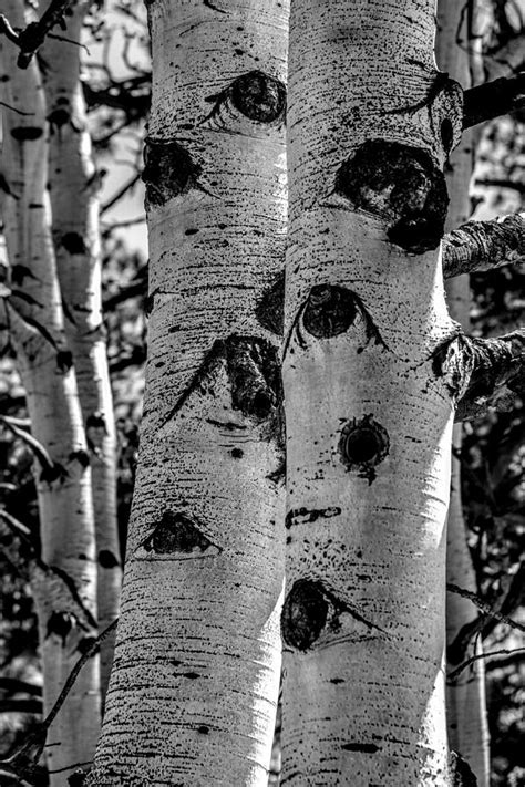 Aspen Bark Photograph by Michael Brungardt