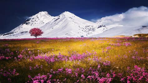 Alps Flowers Wallpapers - Top Free Alps Flowers Backgrounds - WallpaperAccess