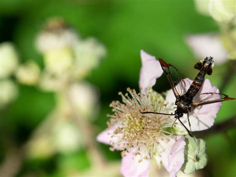 lesser peach tree borer - Backbone Valley Nursery