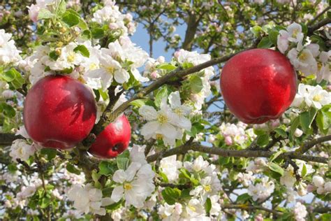 Red apples in apple tree stock image. Image of blossom - 33460913