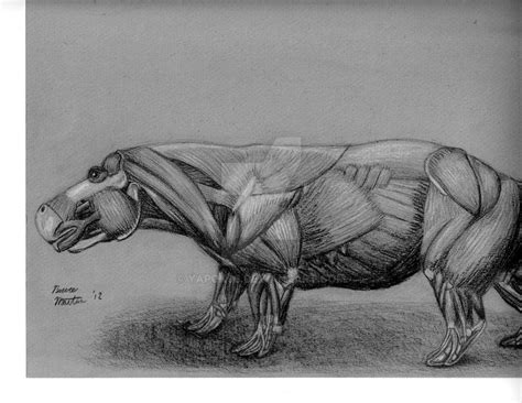 Hippo Anatomy Study by Yapok96 on DeviantArt