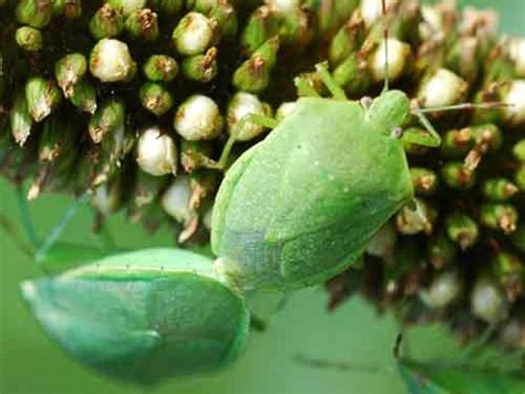 green stink bug - Chinavia halaris (Say)