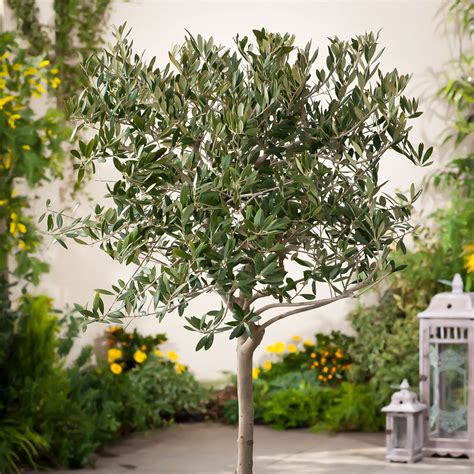 Arbequina Olive Tree For Sale | The Tree Center