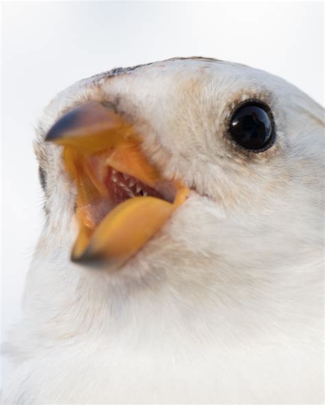 Snow bunting migration and spring stop-over ecology in Abisko — Climate ...