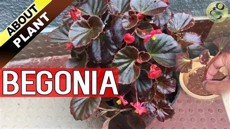 BEGONIA PLANT CARE, How to Grow and Propagate Begonia Cuttings - Garden Tips in English - YouTube