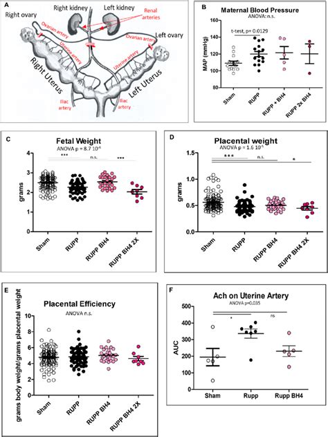 In vivo evidence of BH4 treatment benefit on IUGR in the RUPP rat... | Download Scientific Diagram