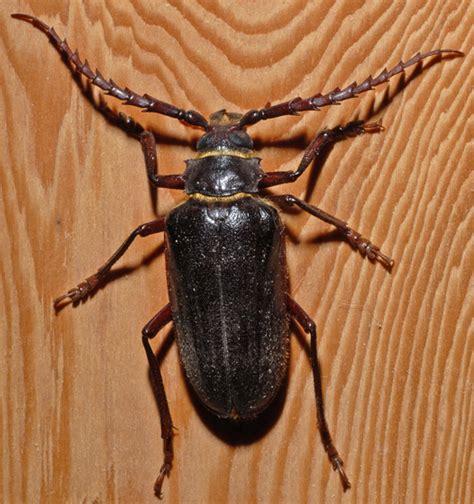 Prionus californicus ? - Prionus californicus - BugGuide.Net