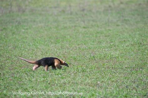 The Pantanal - Photo Tours — Photo Tours