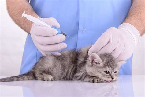 Vaccinations for your Cat | Eureka Veterinary Hospital Ballarat