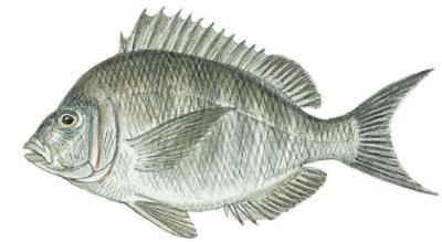 Fish Identification: Scup (Stenotomus chrysops)