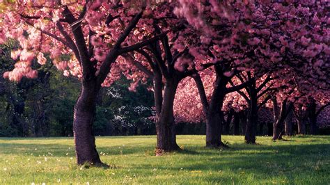 Download Pink Flower Blossom Tree Nature Spring HD Wallpaper