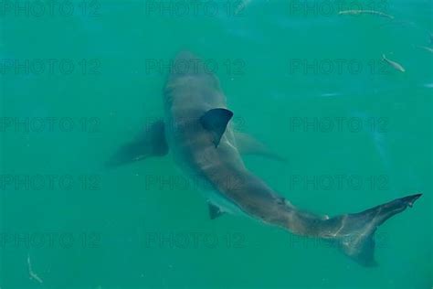 Adult great white shark - Photo12-imageBROKER-Fabio Pupin