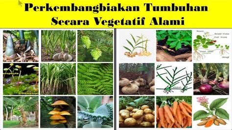 Perkembangbiakan Tumbuhan Secara Vegetatif - Homecare24