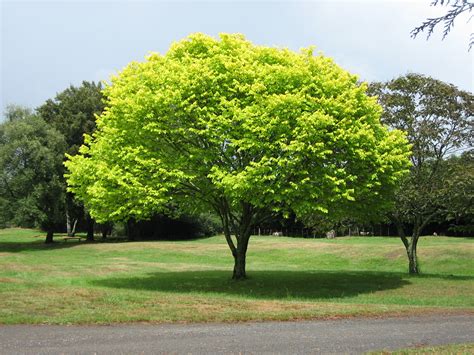 File:Bright green tree - Waikato.jpg - Wikipedia